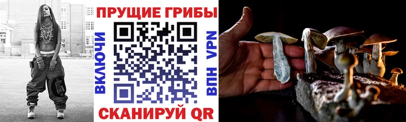 Галлюциногенные грибы Cubensis  Кореновск 